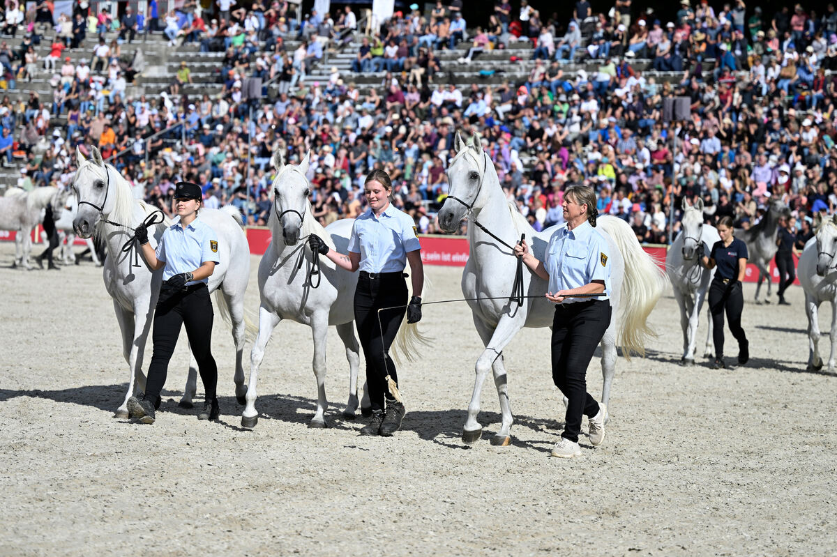 hengstparade_marbach_2023_pieth_45