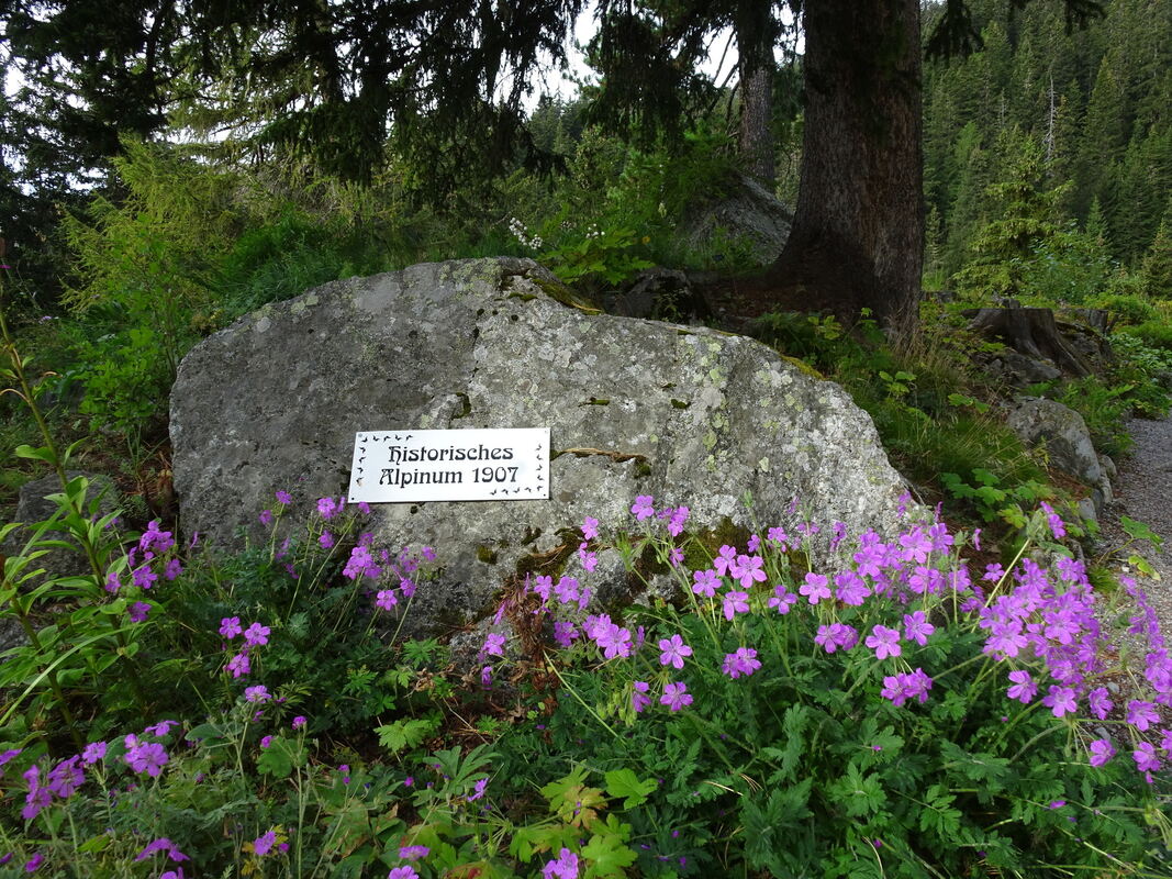 Im Panoramazug durch die Schweizer Bergwelt