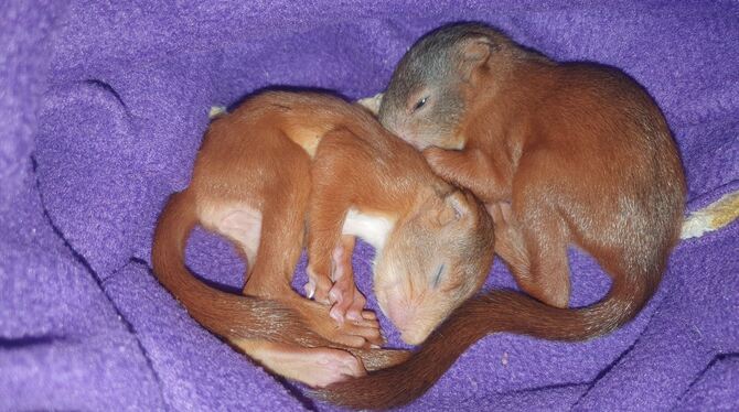 Sie gehören auch zu den Herbst-Findelkindern des Tierheims in Reutlingen: Um die zwei Eichhörnchen kümmert sich inzwischen eine