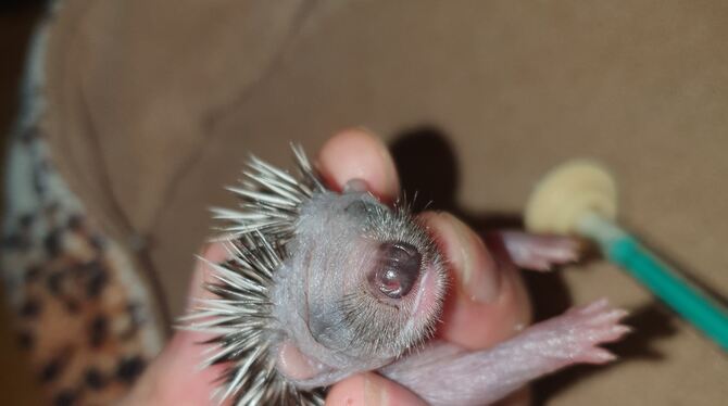 Dieser wintzige Igel hat seine Augen noch geschlossen.