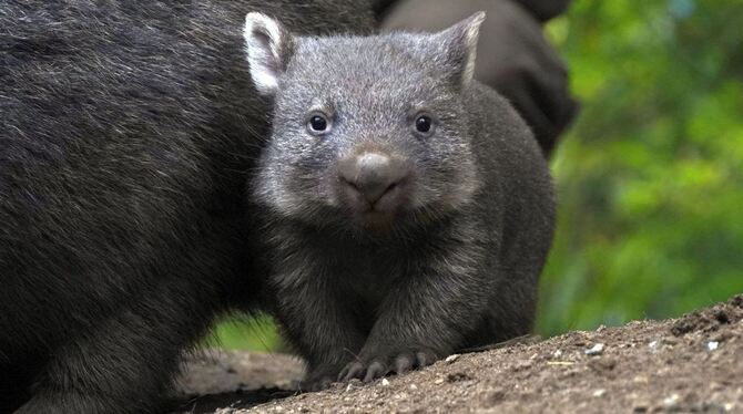 Wombat-Nachwuchs