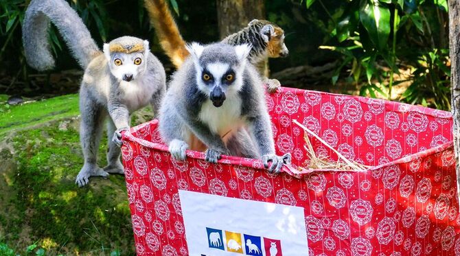 Lemuren im Zoo von Heidelberg