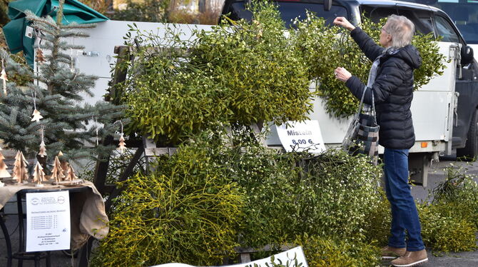 Misteln, die als Schmarotzer unsere Obstbäume gefährden und auf den Häckselplatz gehören, lassen sich als Deko-Zweige zu Geld ma