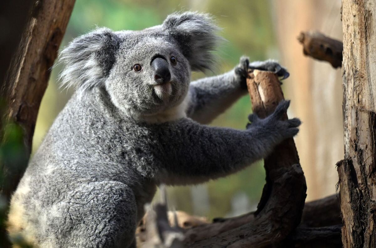 Koala Erlinga