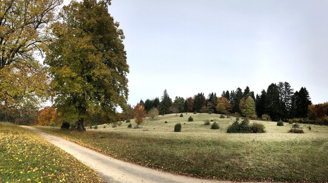 Im Naturschutzgebiet Greuthau soll ein Hutewald entstehen. Noch wird am Konzept gearbeitet. Wird es umgesetzt, könnte auch diese