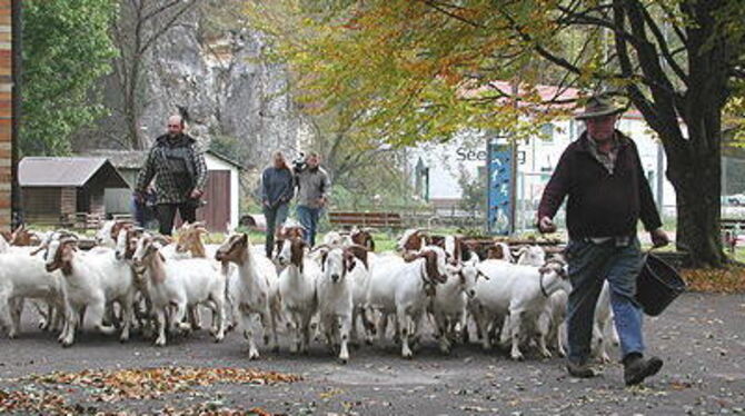 Die Seeburger Ziegenherde wollte erstmal eine Runde um die Häuser machen, bevor sie sich am Mittwoch zur Arbeit am Burgberg begab.
GEA-FOTO: SCHÜRER