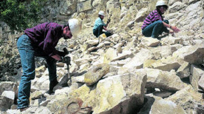 Nicht nur ihr Fossilienreichtum macht die Schwäbische Alb zum Paradies für geologisch Interessierte.
FOTO: GEOPARK