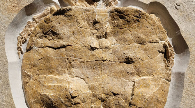 Das Schildkröten-Fossil Solnhofia parsonsi wurde in einem Steinbruch in Painten gefunden. FOTO: UNIVERSITÄT