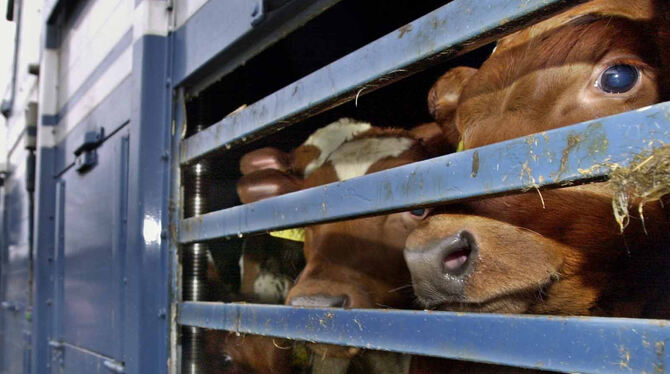 Auf dem langen Transport nach Spanien leiden die Kälber. Das europäische Tiertransportrecht soll überarbeitet werden. Der Vorsc