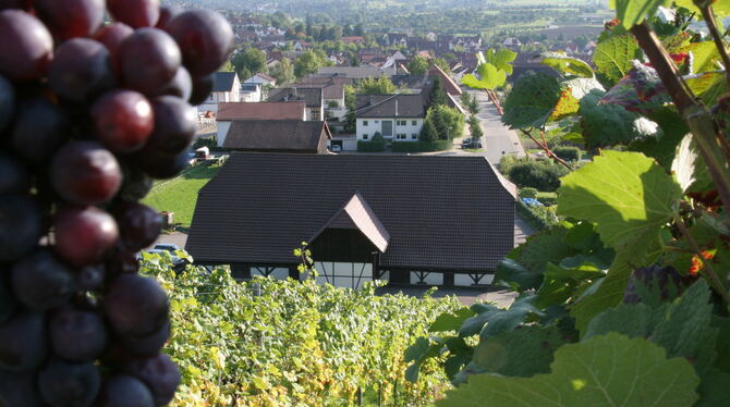 wein-2 Weinbau und Keltern: Beides gehört zu Metzingen.