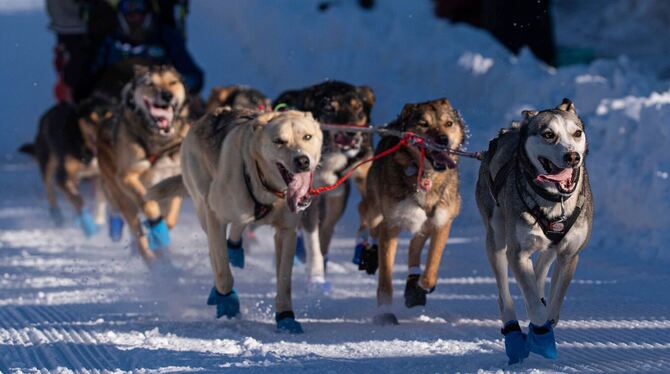 Iditarod-Schlittenhunderennen