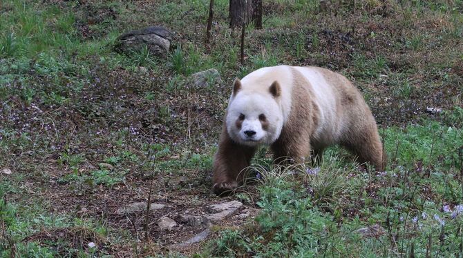 Großer Panda mit extrem seltener Braun-Färbung
