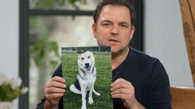 Mit diesem Bild von Roulis rief Martin Rütter die Zuschauer seiner Sendung »Die Unvermittelbaren« auf, den Hund ohne Ohren aus d