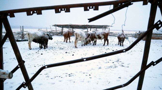 Hunderttausende Agrar-Nutztiere sterben während »Dzud«-Winter
