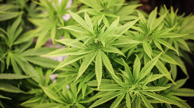 Cannabispflanzen (ca. 4 Wochen alt) in ihrer Wachstumsphase stehen in einem Aufzuchtszelt unter künstlicher Beleuchtung in einem