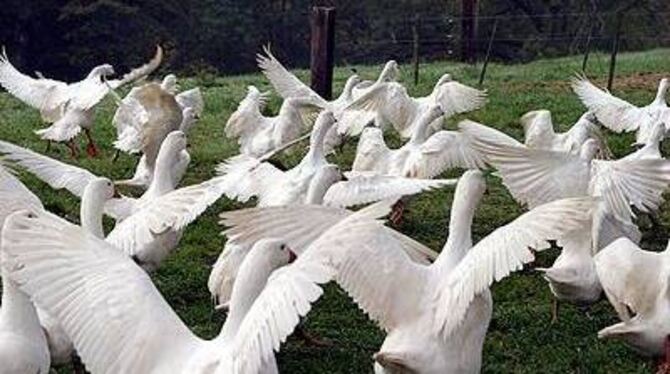 Die Gänse dürfen raus, aber nicht überall hin.
FOTO: REISNER