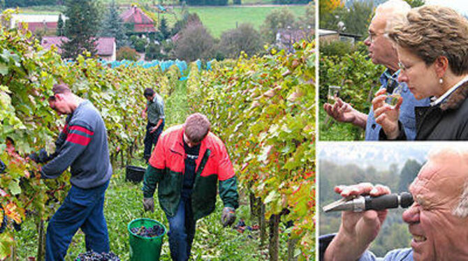 Seit gestern heißt es zupacken an der Sommerhalde: Der Wein wird gut, verspricht Küfermeister Richard Rauscher (rechts) nach dem Blick durch die Mostwaage - mindestens so gut wie der 2004er, den OB Barbara Bosch am Donnerstag probierte.
GEA-FOTOS: HD