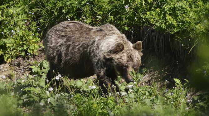 Braunbär