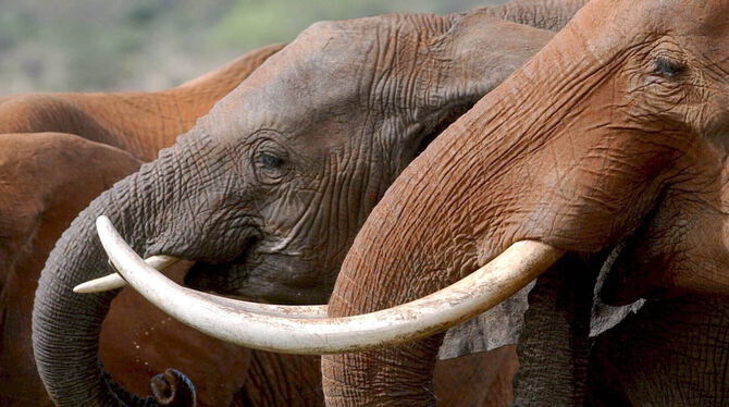20.000 Elefanten will Botswanas Präsident Deutschland schenken, wenn Lemke den Import von Jagdtrophäen verbietet. FOTO: MORRISON