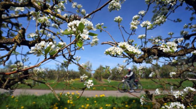 Obstblüte am Bodensee