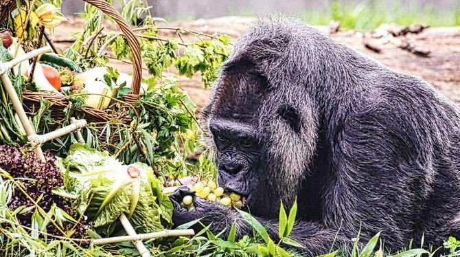 Gorilla Fatou feiert Geburtstag