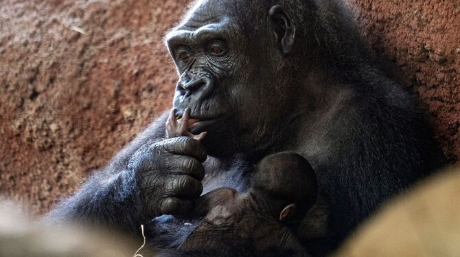 Gorilla-Nachwuchs im Prager Zoo