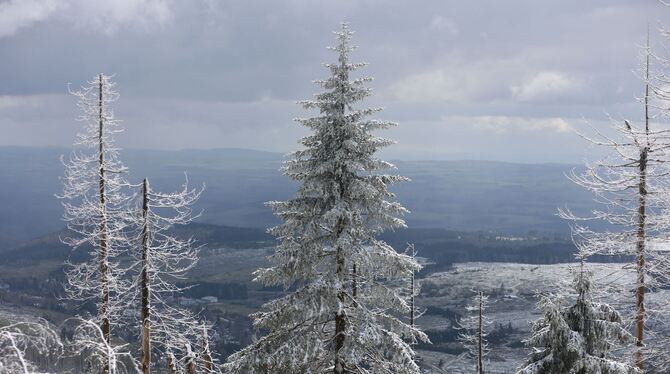 Schneebedeckte Fichten