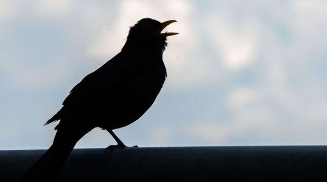 Amsel