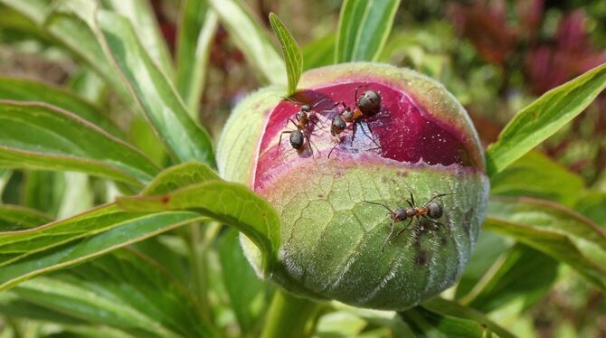 Ohne Ameisen, die es auf den klebrigen Saft abgesehen haben, könnte sich die Blüte der Pfingstrose nicht entfalten.  FOTO: KÜNK