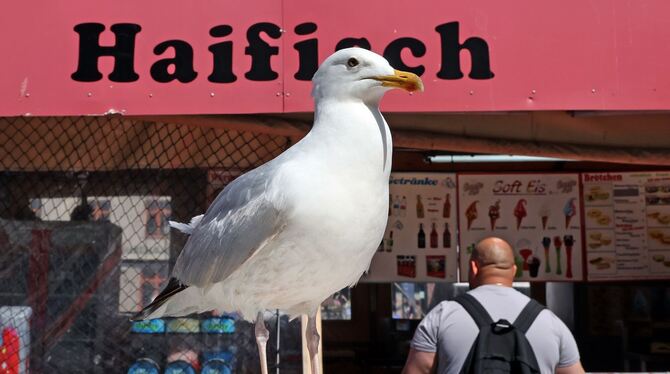 Möwe in Warnemünde