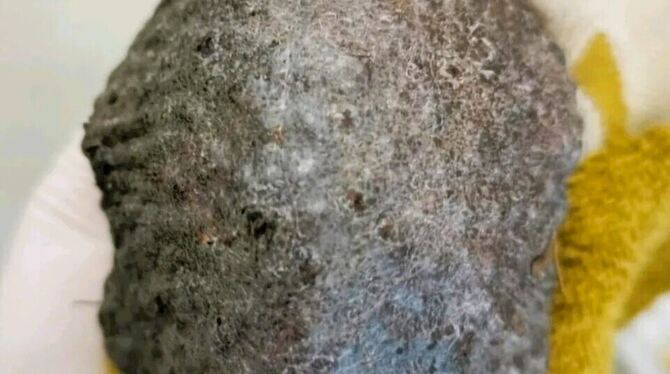 Was auf den ersten Blick aussieht, wie eine Art Steckrübe, ist in Wirklichkeit der Rücken der Igel-Dame ohne Stacheln. So war da