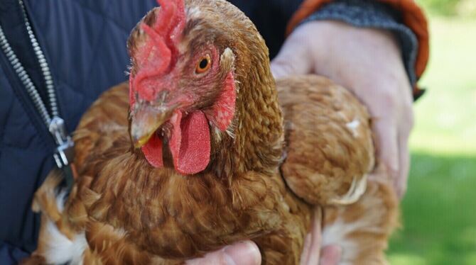 Mit Haltungsbedingungen für Hühner befasste sich das Amtsgericht.  FOTO: LENK