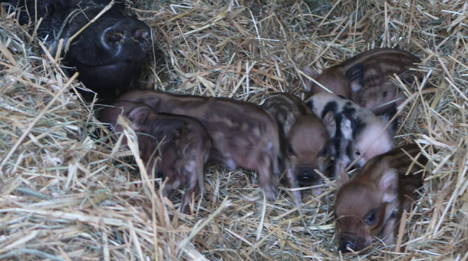 Miss Piggy hat sieben Minischweine zur Welt gebracht. Das Tierheim Pfullingen braucht Unterstützung.  FOTO: JENATSCHKE