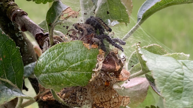 Die Nester des Schädlings können mit der Stangenschere reduziert werden.  FOTO: PR