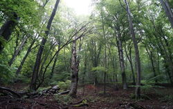 In den Kernzonen des Biosphärengebiets - hier in Pfullingen - hat der Mensch nichts zu suchen, hier entstehen die Urwälder von m