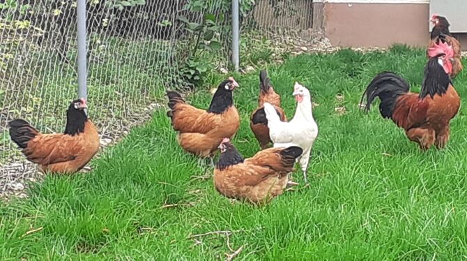 Das Amtsgericht Bad Urach hat nun beschlossen, dass ein Wach- und Schließdienst die Hähne des Kleintierzuchtvereins Metzingen-Ne