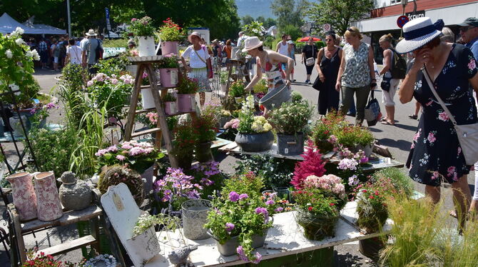Auch dieses Jahr erwartet die Besucher auf dem Mössinger Rosenmarkt eine kunterbunte Blütenpracht. ARCHIVFOTO: MEYER