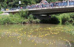 Welche Ente kommt als erste ins Ziel? Mehr als 1000 der possierlichen Tiere sind am 7. Juli in Altenburg am Start.  