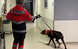 Rettungshund Nero brauchte nur wenige Minuten, um den Gesuchten im Krankenhaus zu finden.  FOTO: MALTESER