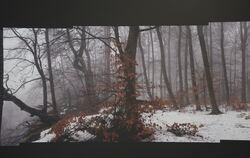 Fast mystisch wird der neblige Winterwald am Lichtenstein in dieser Aufnahme von Rodrigo Otero Heraud.