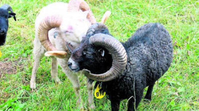 Besucher finden Ouessant-Schafe klasse. Ihretwegen nehmen die Züchter schon mal an die tausend Kilometer auf sich.
FOTO: JSG