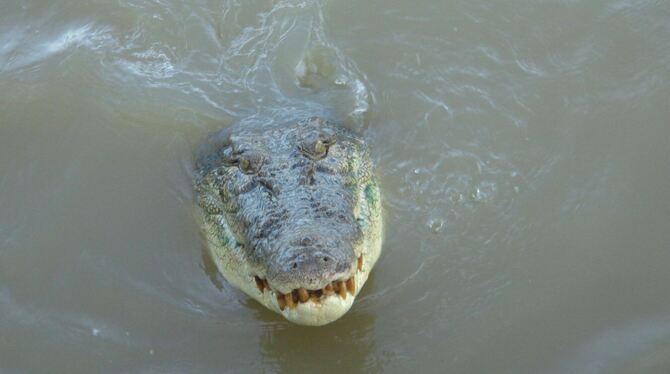 Krokodil im Northern Territory
