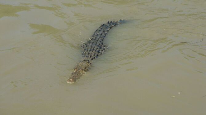 Krokodile im Northern Territory