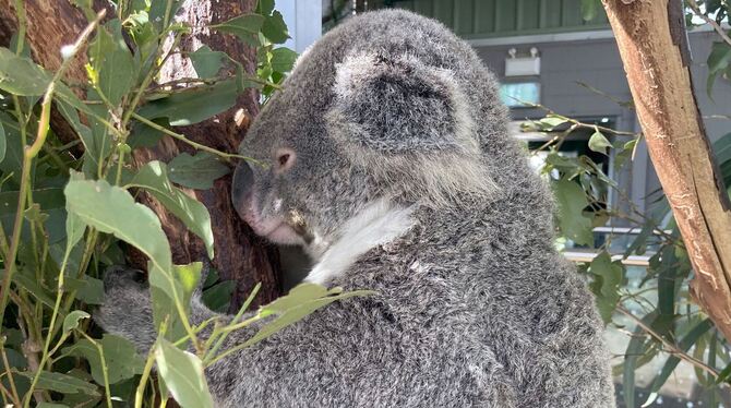 Koala im Wild Life Sydney Zoo