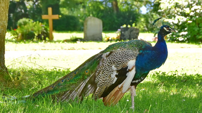 Hat auf dem Ofterdinger Friedhof offenbar eine neue Heimat gefunden – der Pfau Olaf.