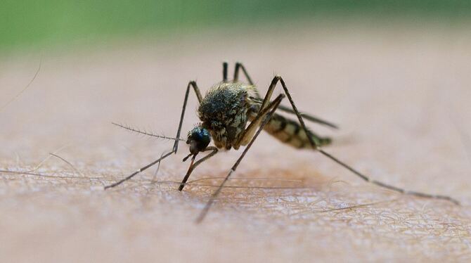Eine Mücke hat ihren Stech- und Saugrüssel bereits durch die menschliche Haut gebohrt. Gleich beginnt sie mit dem Blutsaugen.