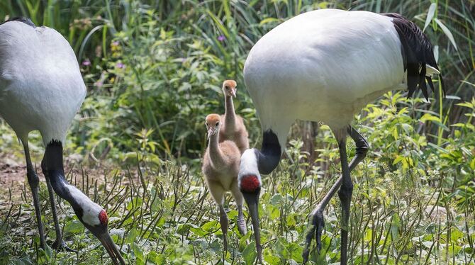 Nachwuchs bei Mandschurenkranichen im Zoo Heidelberg