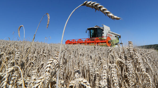 Auch Weizen wird in der Region Stuttgart angebaut.  FOTO: WARNACK/DPA