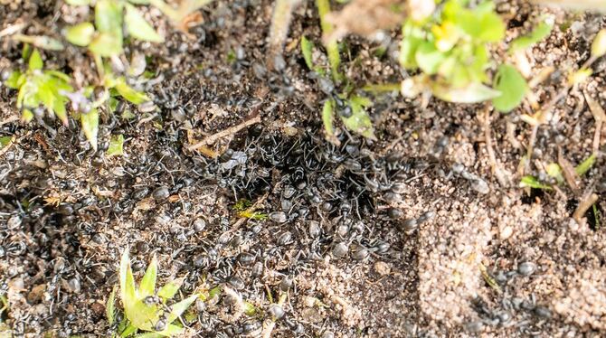 Invasive Ameisen in Baden-Württemberg