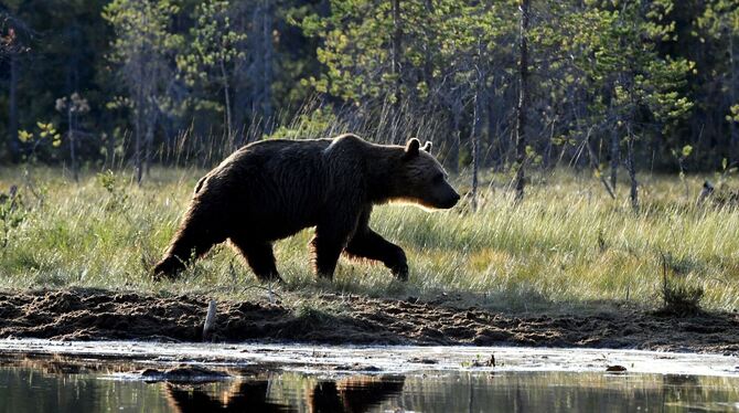 Braunbär in Finnland